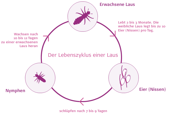 louselifecycle